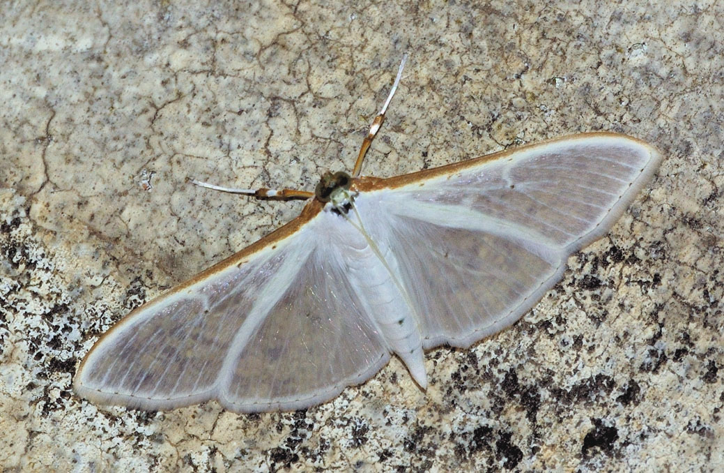 Palpita vitrealis